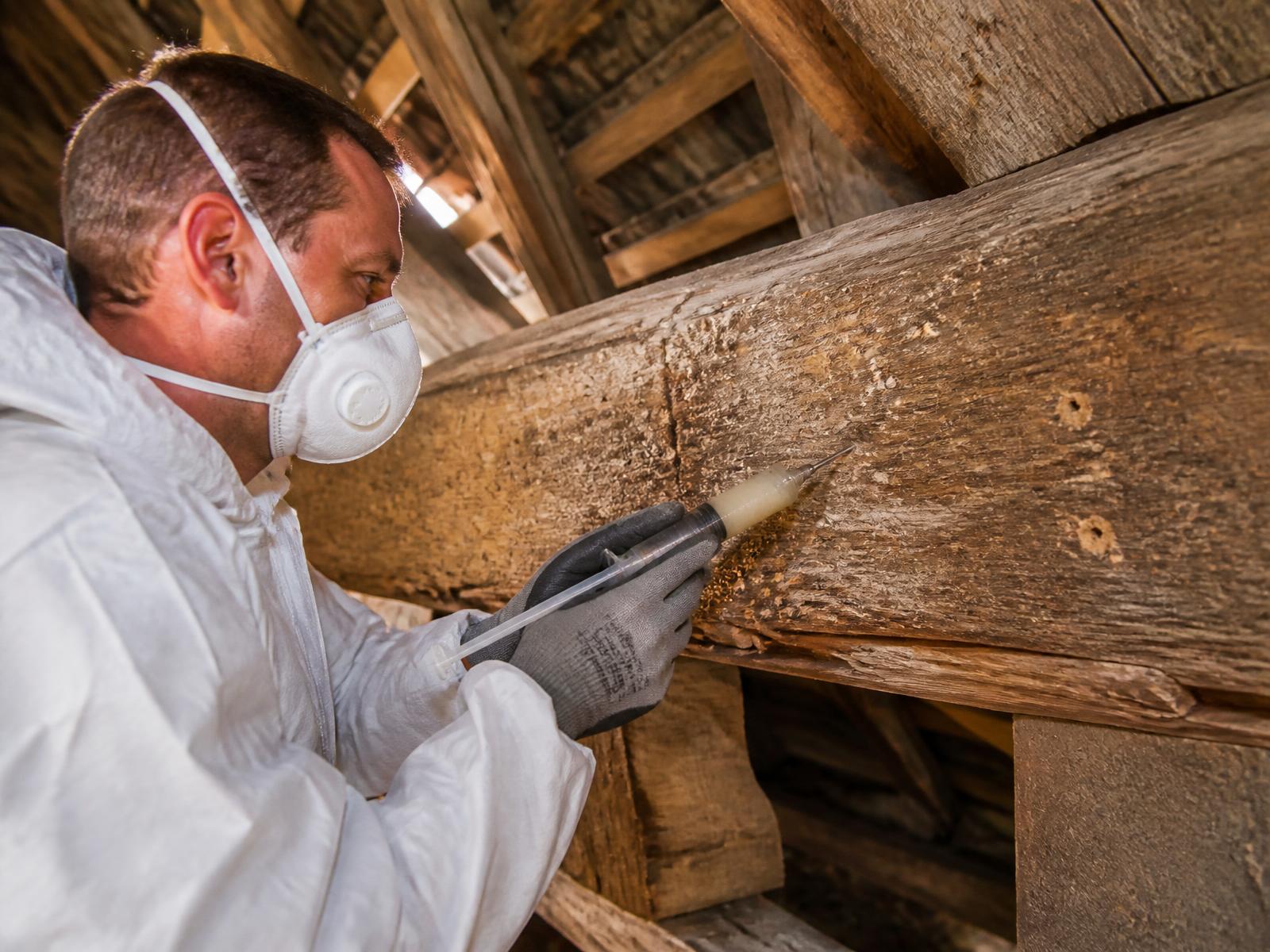 Traitement anti termite et anti vrillette — technicien certifié Certibiocide traitant une charpente en bois par injection